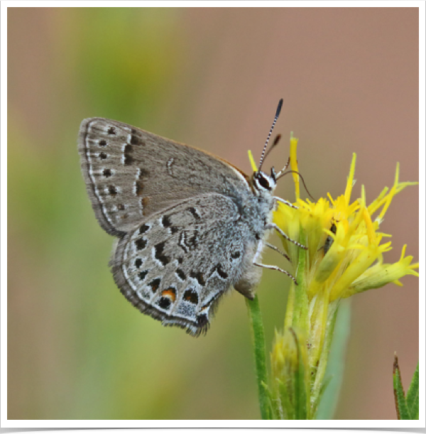 Behr's Hairstreak